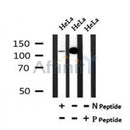 Western blot analysis of Phospho-MYPT1 (Ser509) in lysates of HeLa?, using Phospho-MYPT1 (Ser509) Antibody(AF7105).