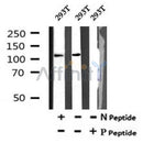 Western blot analysis of Phospho-MYPT1 (Tyr766) in lysates of 293T?, using Phospho-MYPT1 (Tyr766) Antibody(AF7106).