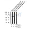 Western blot analysis of Phospho-MDM4 (Ser367) in lysates of HeLa calyculinA 50ng/ml 30', using Phospho-MDM4 (Ser367) Antibody(AF7109).