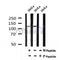 AF7112 at 1/100 staining mouse kidney tissue sections by IHC-P. The tissue was formaldehyde fixed and a heat mediated antigen retrieval step in citrate buffer was performed. The tissue was then blocked and incubated with the antibody for 1.5 hours at 22¡ãC. An HRP conjugated goat anti-rabbit antibody was used as the secondary