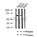 AF7115 at 1/100 staining mouse kidney tissue sections by IHC-P. The tissue was formaldehyde fixed and a heat mediated antigen retrieval step in citrate buffer was performed. The tissue was then blocked and incubated with the antibody for 1.5 hours at 22¡ãC. An HRP conjugated goat anti-rabbit antibody was used as the secondary