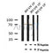 AF7119 at 1/100 staining mouse heart tissue sections by IHC-P. The tissue was formaldehyde fixed and a heat mediated antigen retrieval step in citrate buffer was performed. The tissue was then blocked and incubated with the antibody for 1.5 hours at 22¡ãC. An HRP conjugated goat anti-rabbit antibody was used as the secondary