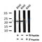 AF7120 at 1/100 staining mouse heart tissue sections by IHC-P. The tissue was formaldehyde fixed and a heat mediated antigen retrieval step in citrate buffer was performed. The tissue was then blocked and incubated with the antibody for 1.5 hours at 22¡ãC. An HRP conjugated goat anti-rabbit antibody was used as the secondary
