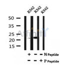 AF7121 at 1/100 staining mouse liver tissue sections by IHC-P. The tissue was formaldehyde fixed and a heat mediated antigen retrieval step in citrate buffer was performed. The tissue was then blocked and incubated with the antibody for 1.5 hours at 22¡ãC. An HRP conjugated goat anti-rabbit antibody was used as the secondary