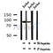 Western blot analysis of Phospho-FoxO3a (Ser555) in lysates of Jurkat?, using Phospho-FoxO3a (Ser555) Antibody(AF7123).