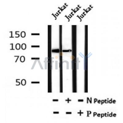 Western blot analysis of Phospho-FoxO3a (Ser555) in lysates of Jurkat?, using Phospho-FoxO3a (Ser555) Antibody(AF7123).