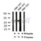 AF7125 at 1/100 staining mouse kidney tissue sections by IHC-P. The tissue was formaldehyde fixed and a heat mediated antigen retrieval step in citrate buffer was performed. The tissue was then blocked and incubated with the antibody for 1.5 hours at 22¡ãC. An HRP conjugated goat anti-rabbit antibody was used as the secondary