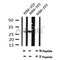AF7126 at 1/100 staining mouse brain tissue sections by IHC-P. The tissue was formaldehyde fixed and a heat mediated antigen retrieval step in citrate buffer was performed. The tissue was then blocked and incubated with the antibody for 1.5 hours at 22¡ãC. An HRP conjugated goat anti-rabbit antibody was used as the secondary