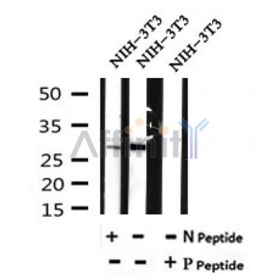 AF7126 at 1/100 staining mouse brain tissue sections by IHC-P. The tissue was formaldehyde fixed and a heat mediated antigen retrieval step in citrate buffer was performed. The tissue was then blocked and incubated with the antibody for 1.5 hours at 22¡ãC. An HRP conjugated goat anti-rabbit antibody was used as the secondary