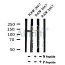 AF7130 at 1/100 staining mouse brain tissue sections by IHC-P. The tissue was formaldehyde fixed and a heat mediated antigen retrieval step in citrate buffer was performed. The tissue was then blocked and incubated with the antibody for 1.5 hours at 22¡ãC. An HRP conjugated goat anti-rabbit antibody was used as the secondary