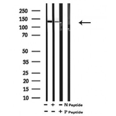 AF7131 at 1/100 staining rat kidney tissue sections by IHC-P. The tissue was formaldehyde fixed and a heat mediated antigen retrieval step in citrate buffer was performed. The tissue was then blocked and incubated with the antibody for 1.5 hours at 22¡ãC. An HRP conjugated goat anti-rabbit antibody was used as the secondary
