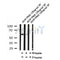 Western blot analysis of Phospho-HBP1 (Ser380) in lysates of A549 , using Phospho-HBP1 (Ser380) Antibody(AF7132).