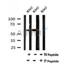 AF7133 at 1/100 staining rat spleen tissue sections by IHC-P. The tissue was formaldehyde fixed and a heat mediated antigen retrieval step in citrate buffer was performed. The tissue was then blocked and incubated with the antibody for 1.5 hours at 22¡ãC. An HRP conjugated goat anti-rabbit antibody was used as the secondary