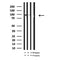 AF7134 at 1/100 staining mouse kidney tissue sections by IHC-P. The tissue was formaldehyde fixed and a heat mediated antigen retrieval step in citrate buffer was performed. The tissue was then blocked and incubated with the antibody for 1.5 hours at 22¡ãC. An HRP conjugated goat anti-rabbit antibody was used as the secondary