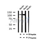AF7136 at 1/100 staining mouse brain tissue sections by IHC-P. The tissue was formaldehyde fixed and a heat mediated antigen retrieval step in citrate buffer was performed. The tissue was then blocked and incubated with the antibody for 1.5 hours at 22¡ãC. An HRP conjugated goat anti-rabbit antibody was used as the secondary