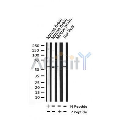 AF3207 staining COS7 by IF/ICC. The sample were fixed with PFA and permeabilized in 0.1% Triton X-100,then blocked in 10% serum for 45 minutes at 25¡ãC. The primary antibody was diluted at 1/200 and incubated with the sample for 1 hour at 37¡ãC. An  Alexa Fluor 594 conjugated goat anti-rabbit IgG (H+L) Ab, diluted at 1/600, was used as the secondary antibod