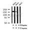 AF7143 at 1/100 staining mouse heart tissue sections by IHC-P. The tissue was formaldehyde fixed and a heat mediated antigen retrieval step in citrate buffer was performed. The tissue was then blocked and incubated with the antibody for 1.5 hours at 22¡ãC. An HRP conjugated goat anti-rabbit antibody was used as the secondary