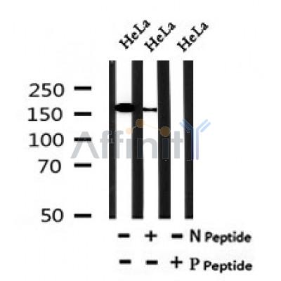 AF7143 at 1/100 staining mouse heart tissue sections by IHC-P. The tissue was formaldehyde fixed and a heat mediated antigen retrieval step in citrate buffer was performed. The tissue was then blocked and incubated with the antibody for 1.5 hours at 22¡ãC. An HRP conjugated goat anti-rabbit antibody was used as the secondary