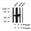 Western blot analysis of Phospho-Atg13 (Thr24) in lysates of MCF7?, using Phospho-Atg13 (Thr24) Antibody(AF7144).
