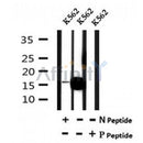 AF7145 at 1/100 staining mouse liver tissue sections by IHC-P. The tissue was formaldehyde fixed and a heat mediated antigen retrieval step in citrate buffer was performed. The tissue was then blocked and incubated with the antibody for 1.5 hours at 22¡ãC. An HRP conjugated goat anti-rabbit antibody was used as the secondary