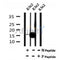 AF7145 at 1/100 staining mouse liver tissue sections by IHC-P. The tissue was formaldehyde fixed and a heat mediated antigen retrieval step in citrate buffer was performed. The tissue was then blocked and incubated with the antibody for 1.5 hours at 22¡ãC. An HRP conjugated goat anti-rabbit antibody was used as the secondary
