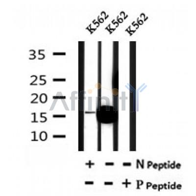 AF7145 at 1/100 staining mouse liver tissue sections by IHC-P. The tissue was formaldehyde fixed and a heat mediated antigen retrieval step in citrate buffer was performed. The tissue was then blocked and incubated with the antibody for 1.5 hours at 22¡ãC. An HRP conjugated goat anti-rabbit antibody was used as the secondary