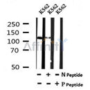 AF7150 staining Hela cells by IF/ICC. The samples were fixed with PFA and permeabilized in 0.1% Triton X-100,then blocked in 10% serum for 45 minutes at 25¡ãC. Samples were then incubated with primary Ab(AF7150 1:200) and mouse anti-beta tubulin Ab(T0023 1:200) for 1 hour at 37¡ãC. An  AlexaFluor594 conjugated goat anti-rabbit IgG(H+L) Ab(S0006 1:200 Red) and an AlexaFluor488 conjugated goat anti-mouse IgG(H+L) Ab(S0017 1:600 Green) were used as the secondary antibod
