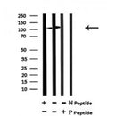 AF7151 at 1/100 staining mouse brain tissue sections by IHC-P. The tissue was formaldehyde fixed and a heat mediated antigen retrieval step in citrate buffer was performed. The tissue was then blocked and incubated with the antibody for 1.5 hours at 22¡ãC. An HRP conjugated goat anti-rabbit antibody was used as the secondary