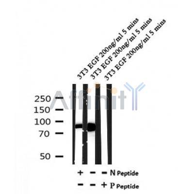 Western blot analysis of Phospho-MSK1 (Ser211) in lysates of 3T3 EGF 200ng/ml 5 mins, using Phospho-MSK1 (Ser211) Antibody(AF7155).