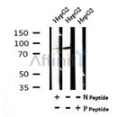 AF7157 at 1/100 staining rat liver tissue sections by IHC-P. The tissue was formaldehyde fixed and a heat mediated antigen retrieval step in citrate buffer was performed. The tissue was then blocked and incubated with the antibody for 1.5 hours at 22¡ãC. An HRP conjugated goat anti-rabbit antibody was used as the secondary