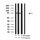 Western blot analysis of extracts of rat heart tissue sample,using Phospho-PAK3 (Ser186) Antibody(AF7159).