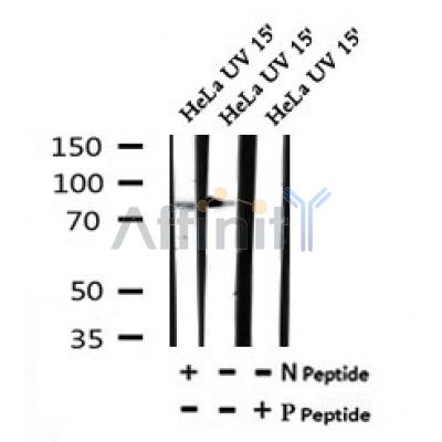 AF7160 at 1/100 staining rat lung tissue sections by IHC-P. The tissue was formaldehyde fixed and a heat mediated antigen retrieval step in citrate buffer was performed. The tissue was then blocked and incubated with the antibody for 1.5 hours at 22¡ãC. An HRP conjugated goat anti-rabbit antibody was used as the secondary