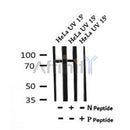 AF7161 at 1/100 staining mouse lung tissue sections by IHC-P. The tissue was formaldehyde fixed and a heat mediated antigen retrieval step in citrate buffer was performed. The tissue was then blocked and incubated with the antibody for 1.5 hours at 22¡ãC. An HRP conjugated goat anti-rabbit antibody was used as the secondary