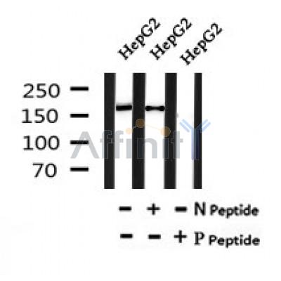 Western blot analysis of Phospho-NFAT5/TonEBP (Ser134) in lysates of HepG2, using Phospho-NFAT5/TonEBP (Ser134) Antibody(AF7163).