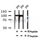 AF7164 at 1/100 staining mouse heart tissue sections by IHC-P. The tissue was formaldehyde fixed and a heat mediated antigen retrieval step in citrate buffer was performed. The tissue was then blocked and incubated with the antibody for 1.5 hours at 22¡ãC. An HRP conjugated goat anti-rabbit antibody was used as the secondary