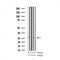 Western blot analysis of Phospho-TNNI3 (Thr142) expression in various lysates