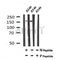 Western blot analysis of Phospho-LATS1 (Ser909) in lysates of A549 , using Phospho-LATS1 (Ser909) Antibody(AF7170).