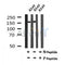 AF7171 at 1/100 staining mouse brain tissue sections by IHC-P. The tissue was formaldehyde fixed and a heat mediated antigen retrieval step in citrate buffer was performed. The tissue was then blocked and incubated with the antibody for 1.5 hours at 22¡ãC. An HRP conjugated goat anti-rabbit antibody was used as the secondary