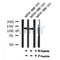 AF7179 at 1/100 staining mouse liver tissue sections by IHC-P. The tissue was formaldehyde fixed and a heat mediated antigen retrieval step in citrate buffer was performed. The tissue was then blocked and incubated with the antibody for 1.5 hours at 22¡ãC. An HRP conjugated goat anti-rabbit antibody was used as the secondary
