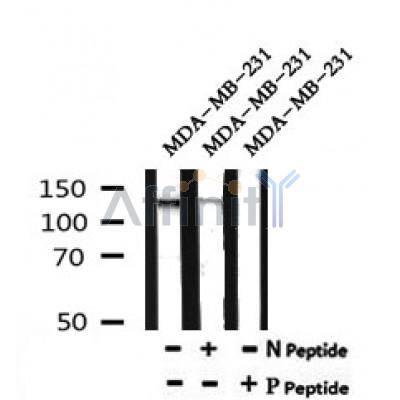 AF7180 at 1/100 staining human kidney tissue sections by IHC-P. The tissue was formaldehyde fixed and a heat mediated antigen retrieval step in citrate buffer was performed. The tissue was then blocked and incubated with the antibody for 1.5 hours at 22¡ãC. An HRP conjugated goat anti-rabbit antibody was used as the secondary