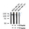 AF7180 at 1/100 staining human kidney tissue sections by IHC-P. The tissue was formaldehyde fixed and a heat mediated antigen retrieval step in citrate buffer was performed. The tissue was then blocked and incubated with the antibody for 1.5 hours at 22¡ãC. An HRP conjugated goat anti-rabbit antibody was used as the secondary