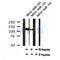 AF7182 at 1/100 staining mouse lung tissue sections by IHC-P. The tissue was formaldehyde fixed and a heat mediated antigen retrieval step in citrate buffer was performed. The tissue was then blocked and incubated with the antibody for 1.5 hours at 22¡ãC. An HRP conjugated goat anti-rabbit antibody was used as the secondary