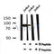 AF7184 at 1/100 staining mouse liver tissue sections by IHC-P. The tissue was formaldehyde fixed and a heat mediated antigen retrieval step in citrate buffer was performed. The tissue was then blocked and incubated with the antibody for 1.5 hours at 22¡ãC. An HRP conjugated goat anti-rabbit antibody was used as the secondary
