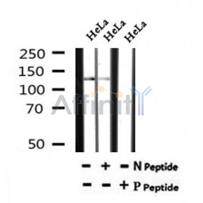 AF7187 at 1/100 staining mouse liver tissue sections by IHC-P. The tissue was formaldehyde fixed and a heat mediated antigen retrieval step in citrate buffer was performed. The tissue was then blocked and incubated with the antibody for 1.5 hours at 22¡ãC. An HRP conjugated goat anti-rabbit antibody was used as the secondary
