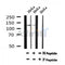 AF7187 at 1/100 staining mouse liver tissue sections by IHC-P. The tissue was formaldehyde fixed and a heat mediated antigen retrieval step in citrate buffer was performed. The tissue was then blocked and incubated with the antibody for 1.5 hours at 22¡ãC. An HRP conjugated goat anti-rabbit antibody was used as the secondary