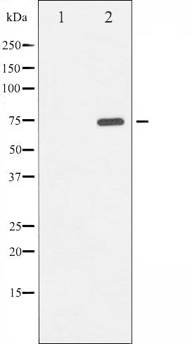 AF3216 staining Hela by IF/ICC. The sample were fixed with PFA and permeabilized in 0.1% Triton X-100,then blocked in 10% serum for 45 minutes at 25¡ãC. The primary antibody was diluted at 1/200 and incubated with the sample for 1 hour at 37¡ãC. An  Alexa Fluor 594 conjugated goat anti-rabbit IgG (H+L) Ab, diluted at 1/600, was used as the secondary antibod