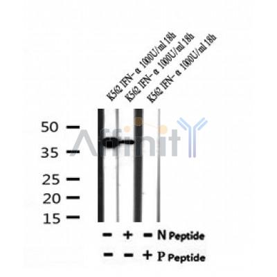 AF7188 at 1/100 staining mouse brain tissue sections by IHC-P. The tissue was formaldehyde fixed and a heat mediated antigen retrieval step in citrate buffer was performed. The tissue was then blocked and incubated with the antibody for 1.5 hours at 22¡ãC. An HRP conjugated goat anti-rabbit antibody was used as the secondary