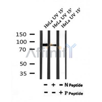 AF7189 at 1/100 staining mouse heart tissue sections by IHC-P. The tissue was formaldehyde fixed and a heat mediated antigen retrieval step in citrate buffer was performed. The tissue was then blocked and incubated with the antibody for 1.5 hours at 22¡ãC. An HRP conjugated goat anti-rabbit antibody was used as the secondary