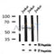 AF7194 at 1/100 staining mouse lung tissue sections by IHC-P. The tissue was formaldehyde fixed and a heat mediated antigen retrieval step in citrate buffer was performed. The tissue was then blocked and incubated with the antibody for 1.5 hours at 22¡ãC. An HRP conjugated goat anti-rabbit antibody was used as the secondary