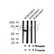 AF7197 at 1/100 staining mouse lung tissue sections by IHC-P. The tissue was formaldehyde fixed and a heat mediated antigen retrieval step in citrate buffer was performed. The tissue was then blocked and incubated with the antibody for 1.5 hours at 22¡ãC. An HRP conjugated goat anti-rabbit antibody was used as the secondary